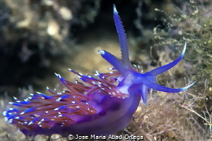 Flabellina affinis by Jose Maria Abad Ortega 